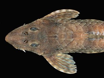 Media type: image; Ichthyology 131521